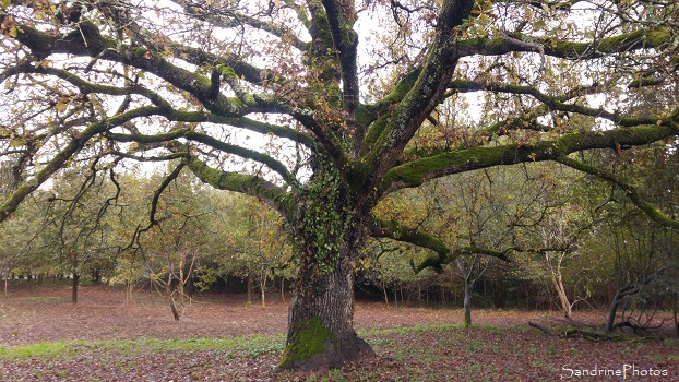 Grand chêne de La Planchette, Queaux, Bords de Vienne 86, 15 novembre 2019 (14)