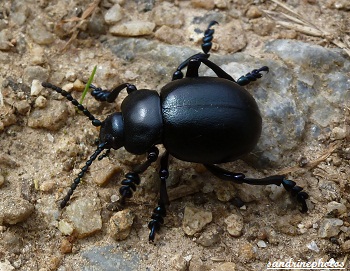 Grand crache-sang - Timarcha Tenebricosa scarabée Insectes 