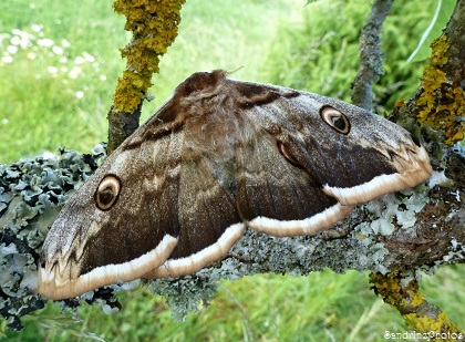 Grand paon de nuit, Saturnia pyri, Papillon de nuit, Bouresse, Poitou-Charentes (2)