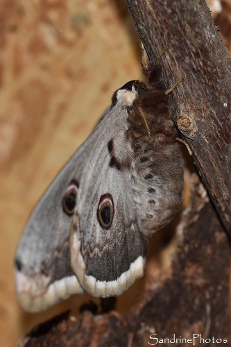 Grand paon de nuit femelle, Saturnia pyri, Saturniidae, Première naissance, 16 mai 2021, Bouresse (23)