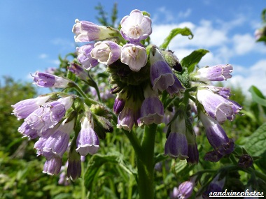 Grande Consoude Symphitum officinale Fleurs sauvages du Poitou-Charentes Bouresse (6)