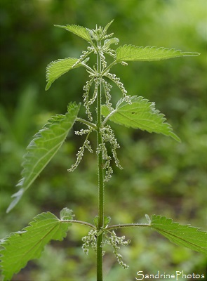 Grande ortie, Ortie dioque, Urtica dioica, Fleurs sauvages blanches, Jardin, Le Verger, Bouresse 86 (1)