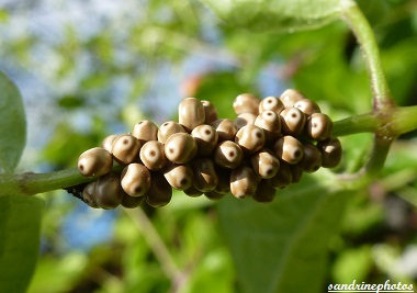 Grappe d`oeufs de Bombyx de la ronce Macrothylacia Rubi Papillons de nuit sur ronce et lierre Bouresse Poitou-Charentes (5)