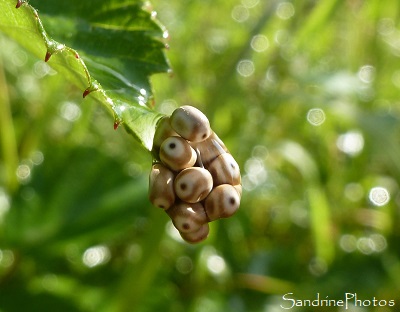 Grappe d`oeufs  de Bombyx de la ronce Macrothylacia Rubi, Papillons de nuit sur ronce et lierre Bouresse Poitou-Charentes 86