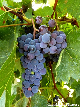 Grappe de raisin Ouverture de la chasse Hunting day 2012-2013 Bunche of blue grapes 09 septembre 2012 Bouresse Poitou-Charentes