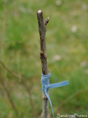 Greffe d`un cerisier sur un merisier sauvage, greffon, Greffe à l`anglaise, Bouresse, le Verger, Sud-Vienne 86 (5)