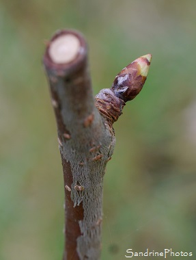 Greffe d`un cerisier sur un merisier sauvage, greffon, Greffe à l`anglaise, Bouresse, le Verger, Sud-Vienne 86 (6)