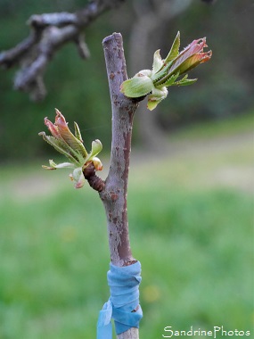Greffe de cerisier sur merisier sauvage, Premières feuilles, Bouresse, le Verger, Poitou, Sud-Vienne