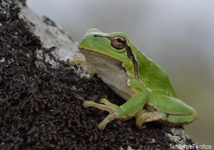 Grenouille arboricole, Rainette verte, Hyla arborea, Amphibien sauteur, Green frog, Bouresse, Poitou-Charentes (2)