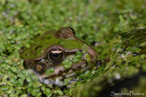 Grenouille dans la mare, Le Verger, Refuge LPO, Bouresse, Vienne 86 (41)