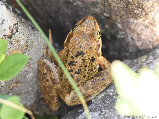 Grenouille des Pyrénées, Rana Pyrenaica, Lac d`Aubé, Guzet, Ariège 2025 (21).jpg