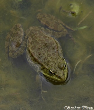 Grenouille rieuse, Rana ridibunda, Autour de l`étang de Verrières - P`tite balade du Pays Montmorillonnais à Verrières - 26 avril 2015 (14)