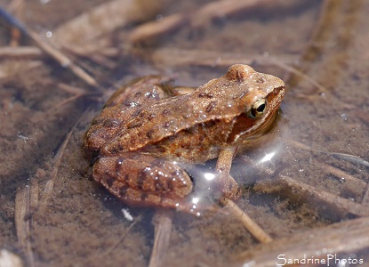 Grenouille rousse, Rana temporaria, Batraciens, Corrèze, Plateau de Millevaches, Tourbières du Longeyroux