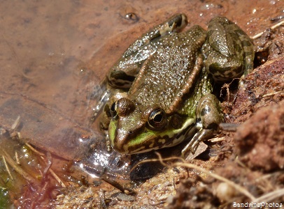 Grenouille verte, green frog, Pelophylax kl. esculentus, Amphibiens, Ranidae, autres petites bêtes, Croix Curé, Bouresse, Poitou-Charentes (3)