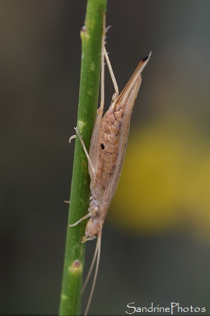 Grillon d`Italie sur genêt d`Espagne, Oecanthus pellucens, Orthoptères, le Verger, Bouresse (48)