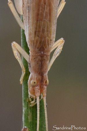 Grillon d`Italie sur genêt d`Espagne, Oecanthus pellucens, Orthoptères, le Verger, Bouresse (49)