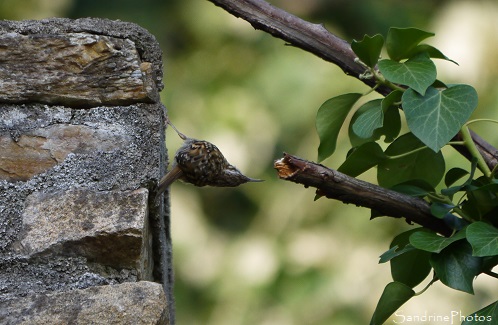 Grimpereau des jardins, Certhia brachydactyla, Oiseaux, Manoir de Coëtcaret, Herbignac, Loire-Atlantique, Bretagne (9)