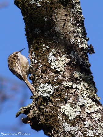 Grimpereau des jardins, Oiseaux, la Planchette, Refuge LPO, Queaux, Sud-Vienne, Bords de Vienne 86 (14)