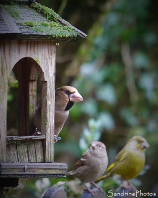 Gros-bec casse-noyaux, Coccothraustes coccothraustes, oiseaux des jardins, Bouresse 86