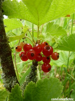 Groseiller Arbres fruitiers bouresse Poitou-Charentes