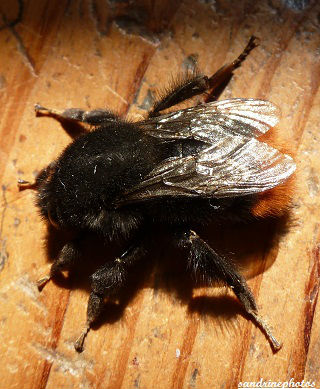 gros bourdon noir extrémité abdomen roux bombus lapidarius femelle