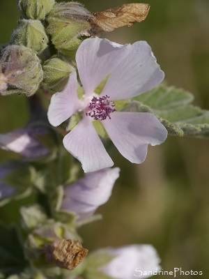 Guimauve officinale, Althaea officinalis, fleurs sauvages mauves des Marais de Brière, Rozé, Loire-Atlantique (39)