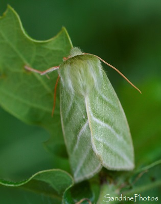 Halias du Hêtre, Pseudoips prasinanus, Nolidae, Papillons de nuit, Mothes ans butterflies, Le Verger, Bouresse 86 (16)