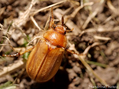 Hanneton de la Saint-Jean, Amphimallon solstitialis, Insecte du Verger, Bouresse (5)