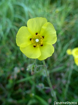 Hélianthème à gouttes Tuberaria guttata, Fleurs sauvages des côtes bretonnes, Brittany coasts wild flowers, Bretagne, SandrinePhotos (7)