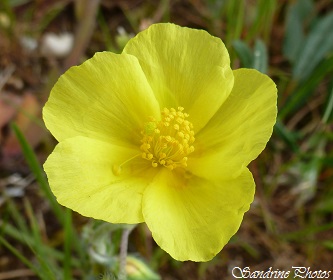 Hélianthème commun, Helianthemum nummularium Fleurs sauvages jaunes, Yellow wild flowers of Poitou-Charentes, France (1)