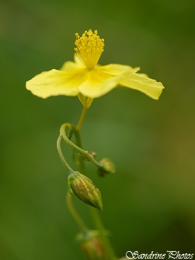 Hélianthème commun, Helianthemum nummularium, Fleurs sauvages jaunes, yellow wild flowers of Poitou-Charentes, France