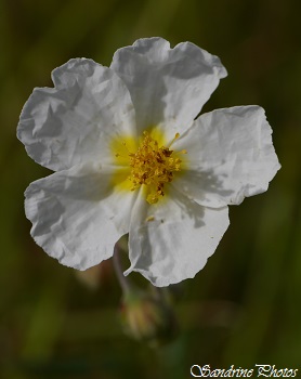 Hélianthème des Apennins, Helianthmum apenninum, White wild flowers, Fleurs sauvages blanches du Poitou-Charentes(1)