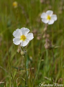 Hélianthème des Apennins, Helianthmum apenninum, White wild flowers, Fleurs sauvages blanches du Poitou-Charentes(2)