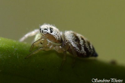 Héliophanus tribulosus, Araignée, Spiders, Salticidae, Bouresse, Poitou-Charentes (3)