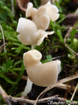 Helvelle élastique, Helvella elastica, Non comestible, Champignons en forme de selle de cheval, french mushrooms, Horse saddle shape, Bouresse, Poitou-Charentes, France(3)