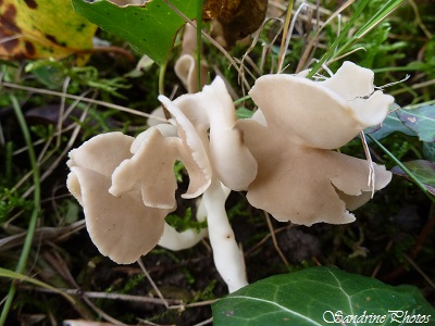 Helvelle élastique, Helvella elastica, Non comestible, Champignons en forme de selle de cheval, french mushrooms, Horse saddle shape, Bouresse, Poitou-Charentes, France(5)