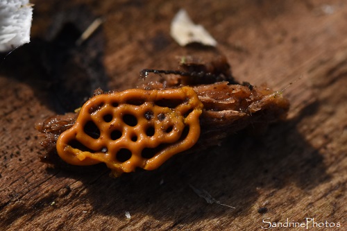 Hemitrichia serpula, Hémitrichie mérule, Myxomycètes, Moisissure orange sur planche pourrie, Le Verger, Bouresse (11)