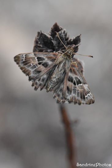 Hespérie de l`Alcée, Carcharodus alceae, La Grisette, Papillons de jour, Le Verger, Bouresse (18).jpg