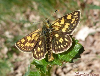 Hespérie échiquier, Carterocephalus palaemon, Papillon de jour, Mothes and butterflies of France, Les landes de Sainte Marie-Saulgé, Poitou-Charentes