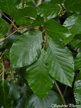 Hêtre, Beech, feuilles, fruits et graines, faines, Leaves, fruits and seeds, Beechnuts, Trees of our countryside, Arbres de nos campagnes, Chemin de l`Ecorcherie, Bouresse, Poitou-Charentes, France (