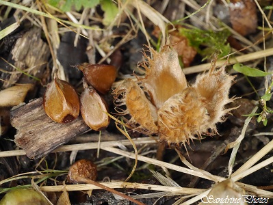 Hêtre, Beech, feuilles, fruits et graines, faines, Leaves, fruits and seeds, Beechnuts, Trees of our countryside, Arbres de nos campagnes,  Chemin de l`Ecorcherie, Bouresse, Poitou-Charentes, France 8