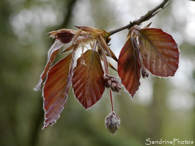 Hêtre pourpre, Fagus purpurea, Arbres, Trees, Aquitaine Limousin Poitou-Charentes, Les Cordeliers, Persac, SandrinePhotos Esprit Nature (11)