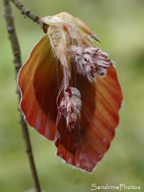 Hêtre pourpre, Fagus purpurea, Arbres, Trees, Aquitaine Limousin Poitou-Charentes, Les Cordeliers, Persac, SandrinePhotos Esprit Nature (3)