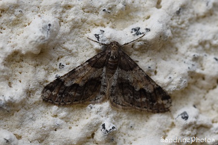 Hibernie grisâtre, Agriopis leucophaearia, Geometridae, Papillons de nuit, Lépidoptères, Queaux, L`Huilerie 04-02-2022