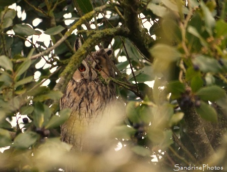 Hibou Moyen duc, oiseaux, faune sauvage, jardin rue du Bureau, Bouresse 86, SandrinePhotos Esprit Nature, Biodiversité en Région Nouvelle-Aquitaine, Poitou, Sud-Vienne (11)