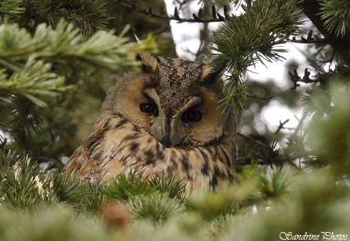Hibou moyen duc, Asio otus, rapaces nocturnes du Poitou-Charentes, Night owl, Long-eared owl, Bouresse, Nature in France