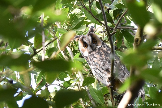 Hibou moyen-duc, Rapaces nocturnes, Jardin rue du Bureau, Bouresse 86 (11)