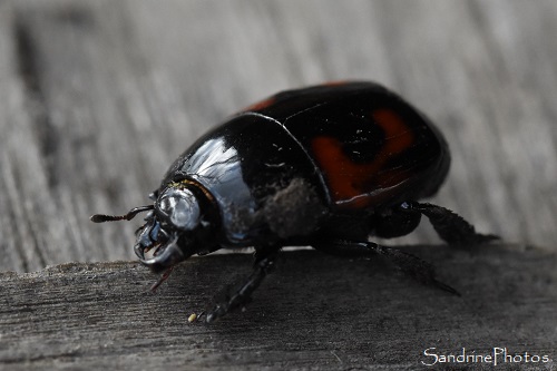 Hister quadrimaculatus,Histeridae, dans le compost, Coléoptères, le Verger, Bouresse 86 (41)