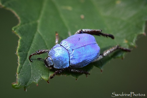 Hoplie bleue, Hoplia coerulea, Coléoptère bleu, La Planchette, Queaux (21)