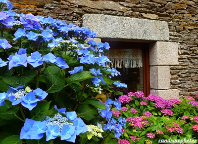 Hortensia bleus Entre mer et Monts d`Arrée Gîte de France du Finistère Kerangueven Plougonven Chez M et Mme L`Henaff